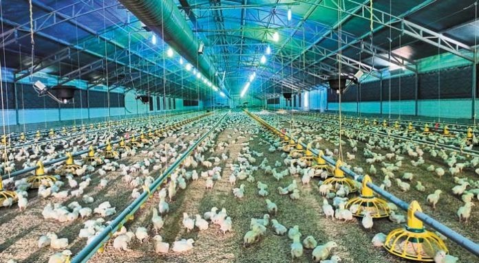 "Κοτόπουλα Ολύμπου" λανσάρει τώρα η Αμβροσιάδης