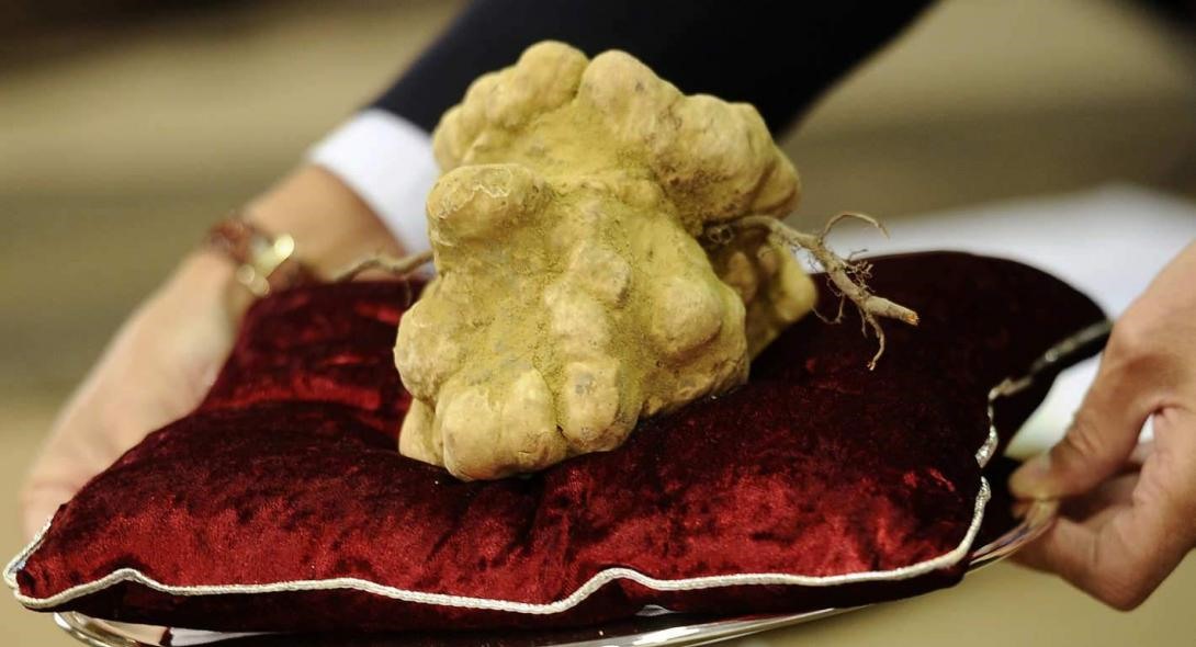 Τρούφες μισού κιλού φέτος στον Όλυμπο