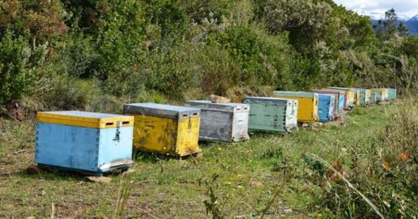 Οι βροχές έπληξαν τις τροφές των μελισσών