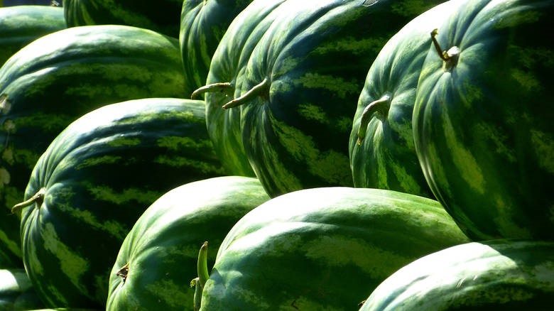 Πρώτα καρπούζια στη Θεσσαλία