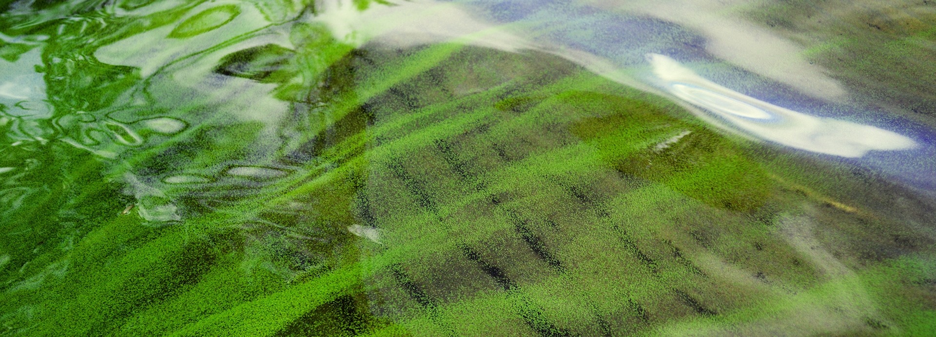 Πρώτη μονάδα φυτοπλαγκτόν στην Ελλάδα            