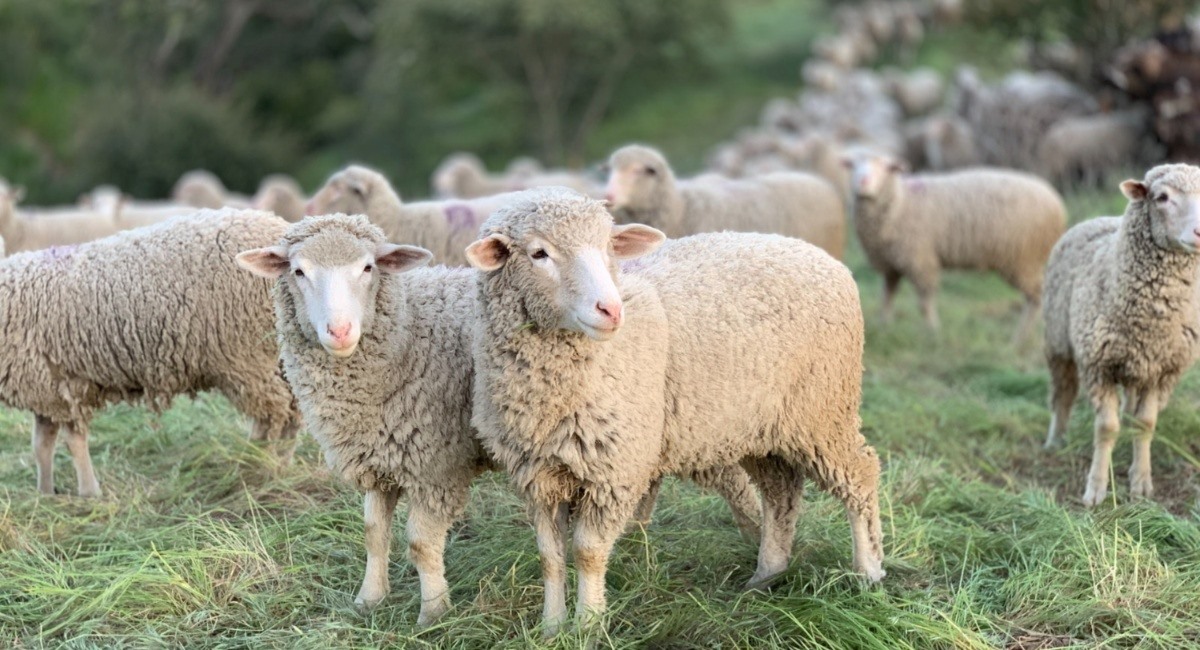 Η ευλογιά αφάνισε το 6% των αιγοπροβάτων στη χώρα