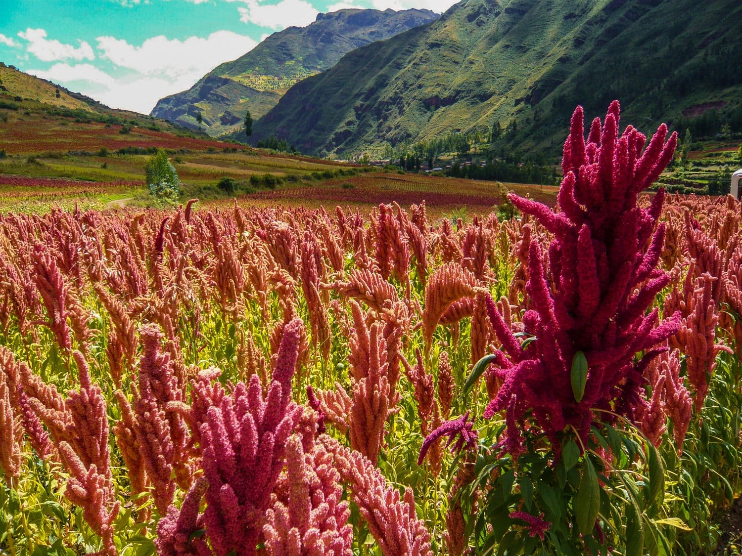 Η κινόα έκανε την εμφάνισή της στη Θεσσαλία