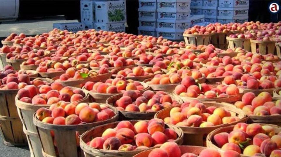 Τύρναβος: Απατεώνες αγόρασαν, ως Γερμανοί, 20 τόνους ροδάκινα