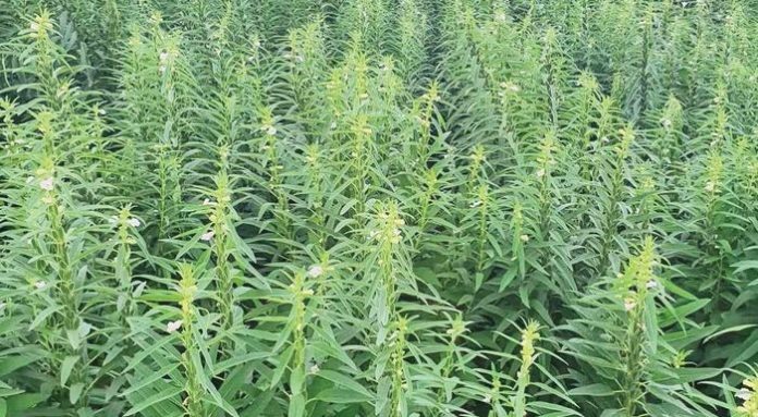 Ολλανδοί: βάλτε σουσάμι στον κάμπο, όχι βαμβάκι