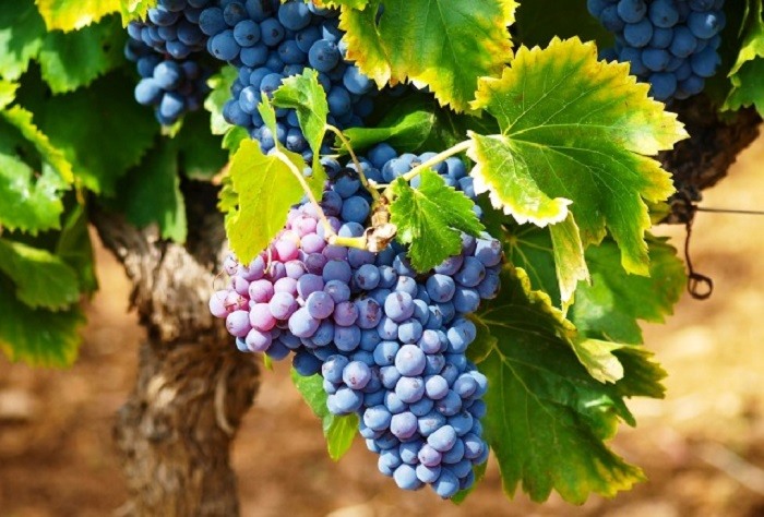 Στον Τύρναβο 13 οινοποιεία γιορτάζουν τη Λημνιώνα και το Μοσχάτο