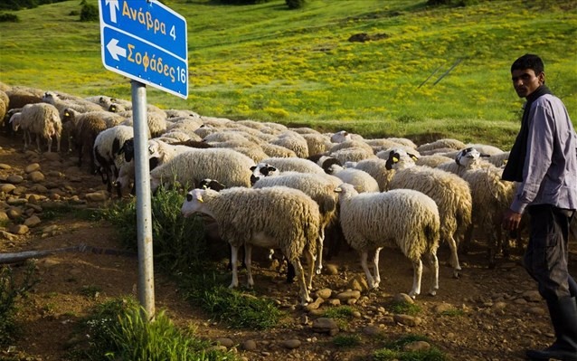 Ενημέρωση της Περιφέρειας για τις βοσκήσιμες γαίες στη Θεσσαλία