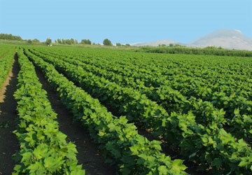 Ανεβασμένη φέτος η καλλιέργεια βάμβακος στη Θεσσαλία