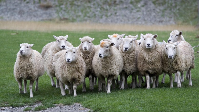 Χωρίς εργάτες κτηνοτροφίας άφησε τη Λάρισα η τελευταία ΚΥΑ