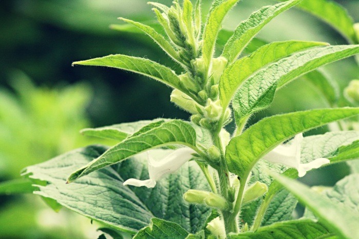 Το σουσάμι επανακάμπτει στον θεσσαλικό κάμπο