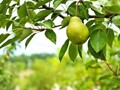 Η κλιματική αλλαγή ξαναγράφει τον αγροτικό χάρτη της Θεσσαλίας 