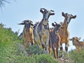 Ημερίδες της Εθνικής Διεπαγγελματικής Οργάνωσης Φέτας (ΕΔΟΦ) για τους κτηνοτρόφους αιγοπρόβειου γάλακτος