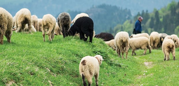 Συνάντηση με Αυγενάκη ζητούν οι Θεσσαλοί κτηνοτρόφοι