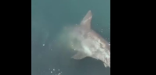 Καρχαριοειδές εμφανίστηκε στο λιμάνι του Βόλου (βίντεο)