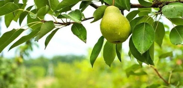 Η κλιματική αλλαγή ξαναγράφει τον αγροτικό χάρτη 