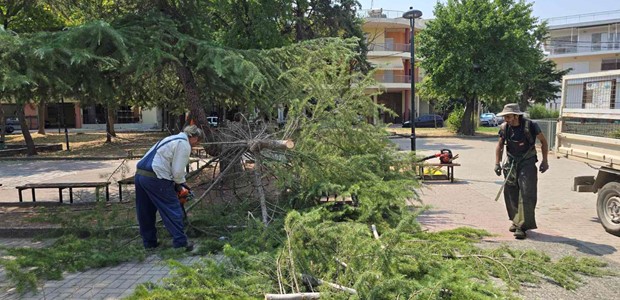 Λάρισα: Πτώση δέντρου στην πλατεία Χαραυγής 
