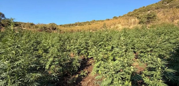 Εντοπίστηκε φυτεία με 812 δενδρύλλια κάνναβης