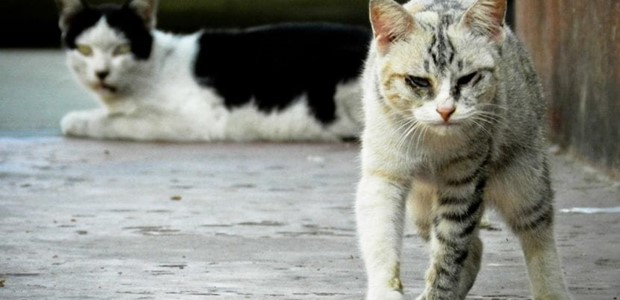 Έντεκα οι δολοφονικές επιθέσεις σε αδέσποτα