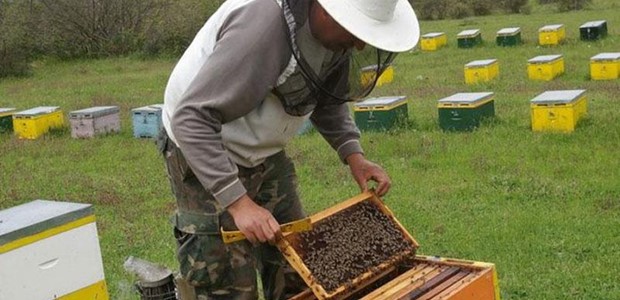 Χρηματοδοτική στήριξη στους μελισσοκόμους