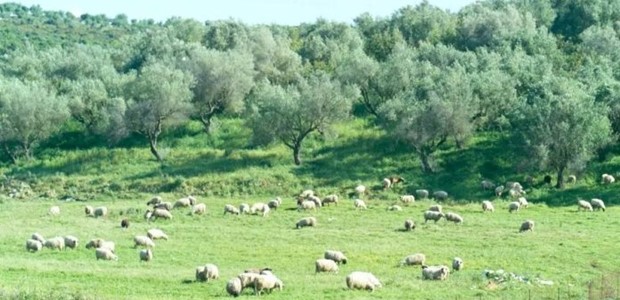 Φάμπρικα συγγενών τα 10 άτομα που ελέγχονται στη Θεσσαλία