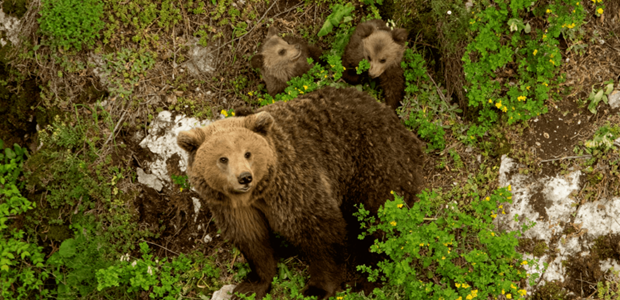 Νέο περιστατικό ζημιών σε μελίσσια από αρκούδα