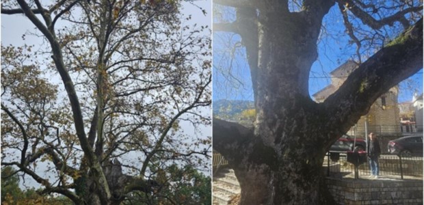 Διατηρητέα Μνημεία της Φύσης