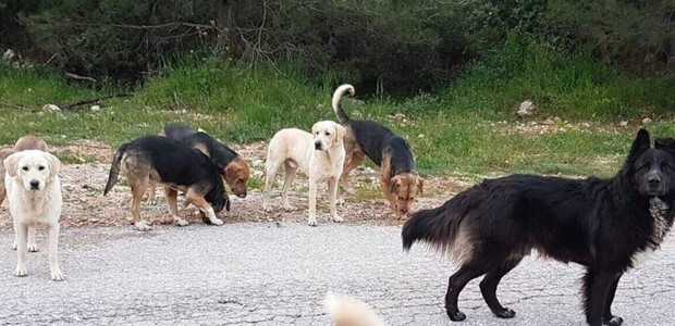Επεισόδιο στην Αγχίαλο για περισυλλογή αδέσποτων σκύλων