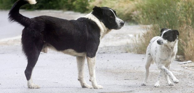 Σε εφαρμογή ο ψηφιακός εντοπισμός παράνομης πώλησης ζώου 