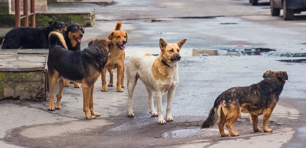 Kαταγράφηκαν 1.615 αδέσποτα σκυλιά και 2.000 γάτες