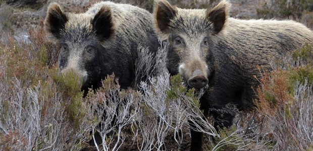 Νεκρά αγριογούρουνα από άγνωστη ασθένεια