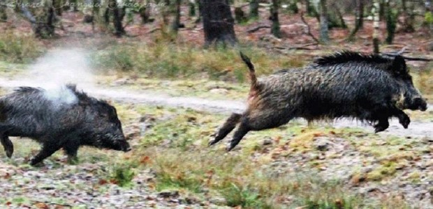 Τροχαίο με κοπάδι αγριογούρουνων στα Δελέρια
