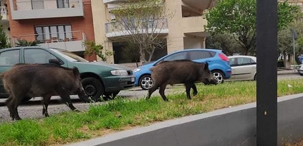 Eισβολή υβριδικών αγριογούρουνων στη Λάρισα 