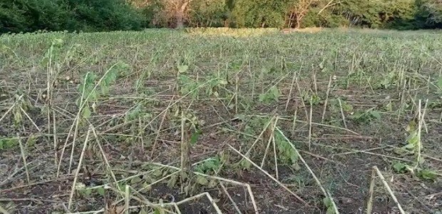 Κοπάδια αγριογούρουνων καταστρέφουν καλλιέργειες