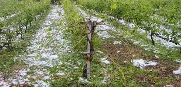 Τροπολογία στήριξης για πληγέντες παραγωγούς του Ιουλίου