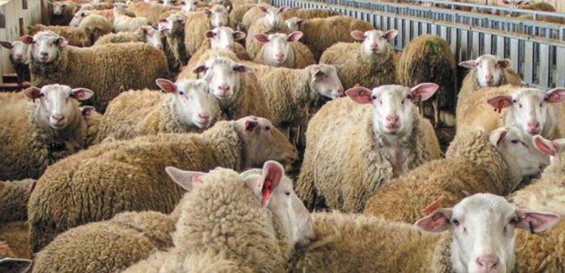 Νέος συναγερμός για ύποπτα κρούσματα ευλογιάς