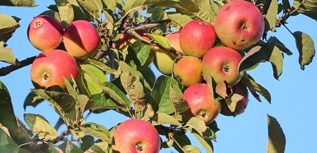 Χαμόγελα μετά από χρόνια για τους μηλοπαραγωγούς 