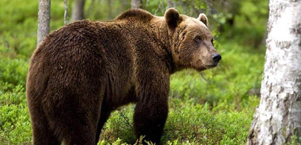 Aνησυχούν οι κάτοικοι στο Γαρδίκι Tρικάλων