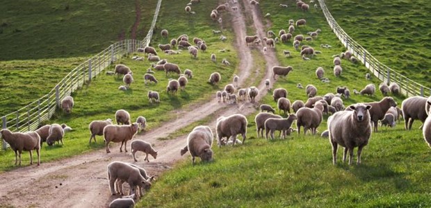 Eπιστρατεύει το θεσσαλικό πρόβατο και τα προϊόντα ΠΟΠ