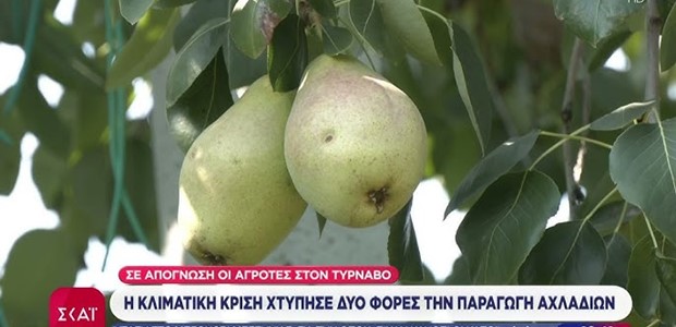 Η κλιματική κρίση χτύπησε δύο φορές την παραγωγή αχλαδιών 