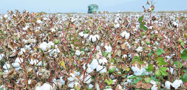 Στο επίκεντρο η επόμενη ημέρα του βαμβακιού 