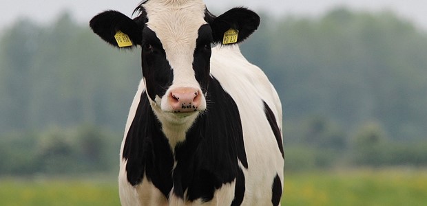 ΠΟΥ: Κίνδυνος να εξαπλωθεί σε αγελάδες εκτός ΗΠΑ