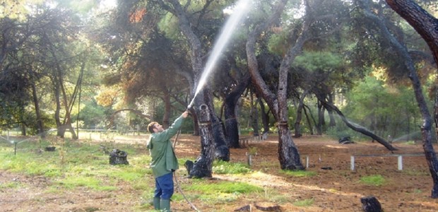ΥΠΕΣ: 1,4 εκατ. ευρώ για την κάλυψη δαπανών δακοκτονίας