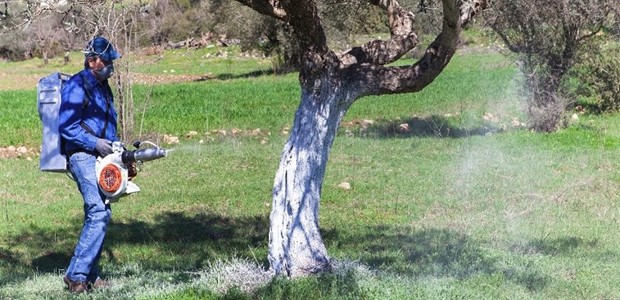 Διακοπή δακοκτονίας λόγω βροχών