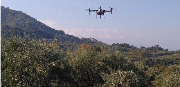 Mε drones οι ψεκασμοί κατά του δάκου στη Θεσσαλία