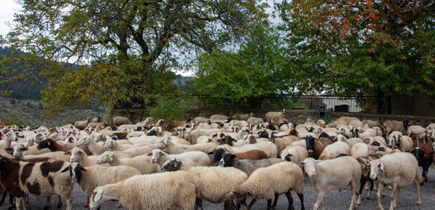 Θεσσαλία: Η ευλογιά "θερίζει" τα αιγοπρόβατα