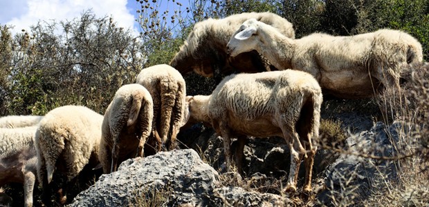 Ενισχύονται οι έλεγχοι και τα μέτρα για την ευλογιά 