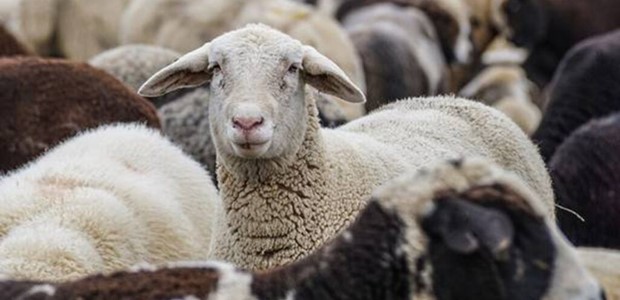 Δύο ακόμα κρούσματα ευλογιάς των αιγοπροβάτων 