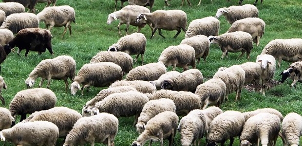 Παραμένει καθαρή από κρούσματα ευλογιάς