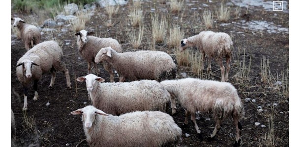 75.180 ευρώ για 370 ζώα που θανατώθηκαν λόγω ευλογιάς