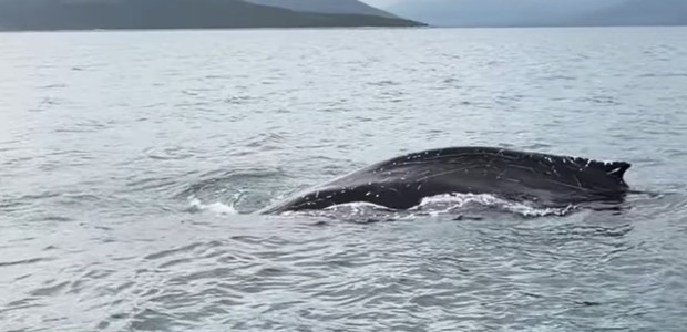 Σπάνια εμφάνιση φάλαινας στον Παγασητικό